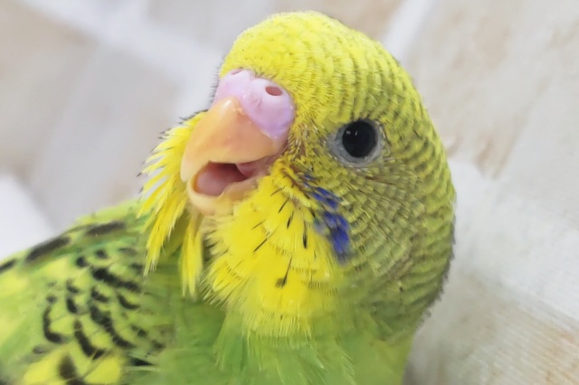 めちゃ目立つ王道フォルム～🍀 セキセイインコ(グリーンパイド)