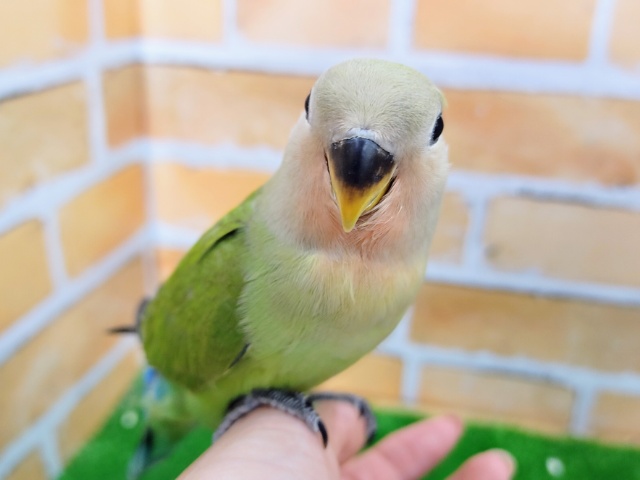 最新画像更新❤鮮やかでしょ？小桜インコ（ノーマル）