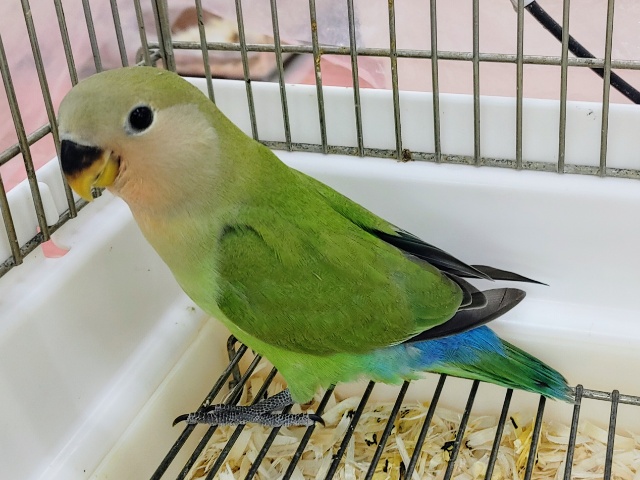 コザクラインコ（小桜インコ）