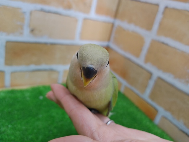 コザクラインコ（小桜インコ）