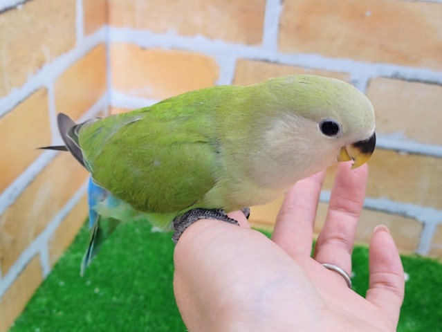 コザクラインコ（小桜インコ）