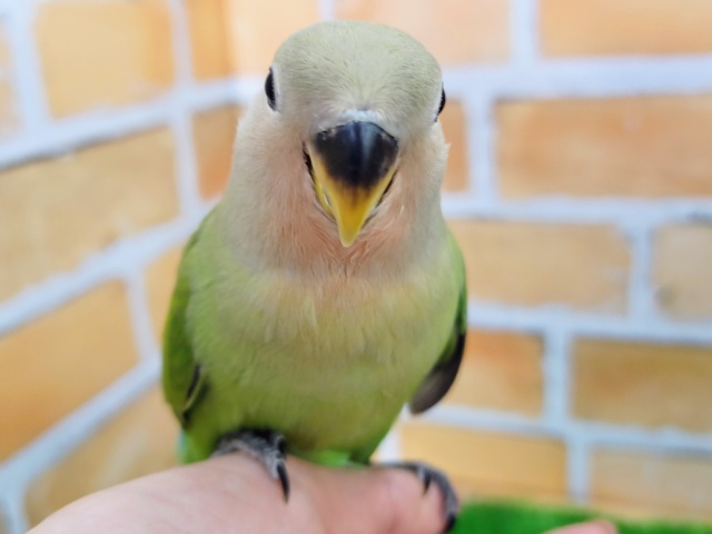 コザクラインコ（小桜インコ）