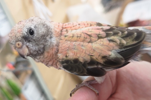 アキクサインコ（秋草インコ）