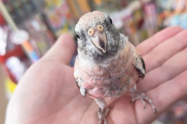 アキクサインコ（秋草インコ）