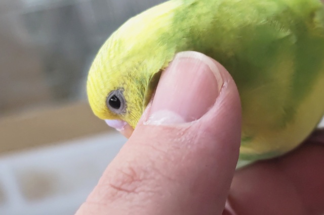 セキセイインコ