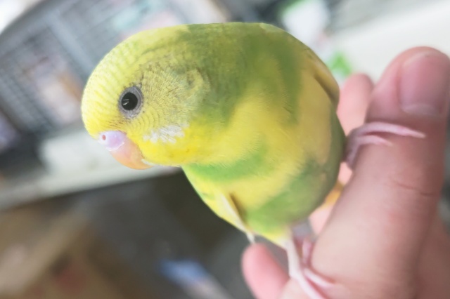 🌟最新画像🌟 フレッシュな色合いにご注目～🍈 セキセイインコ(グリーンスパングル)