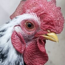 🌟最新画像🌟 元気いっぱい～🐣 ゴイシチャボ