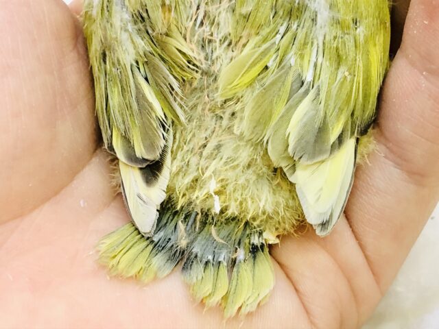 コザクラインコ（小桜インコ）