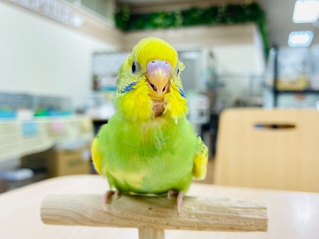 セキセイインコ