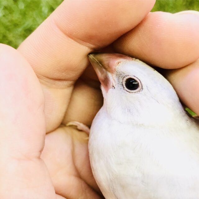 シルバー文鳥