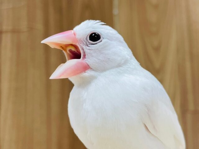 白文鳥