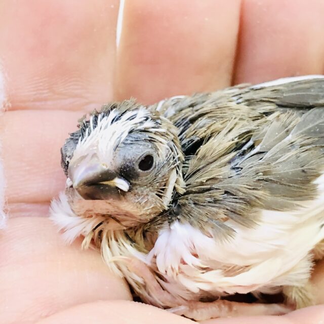 十姉妹（ジュウシマツ）