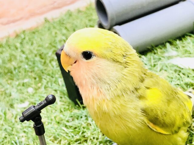 コザクラインコ（小桜インコ）