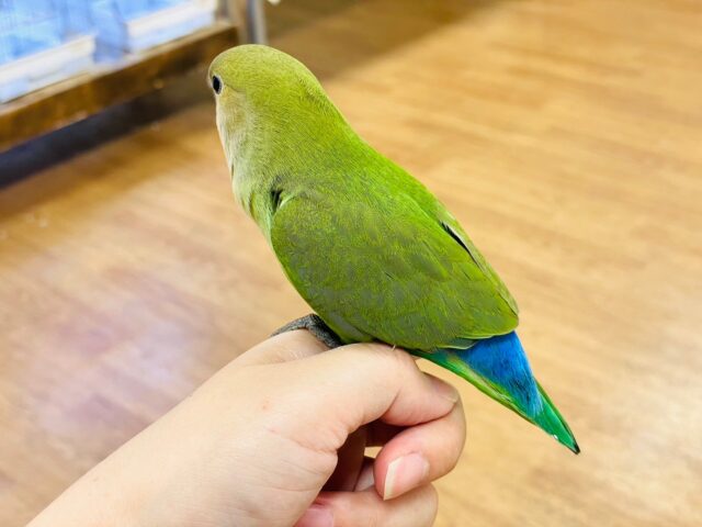 コザクラインコ（小桜インコ）