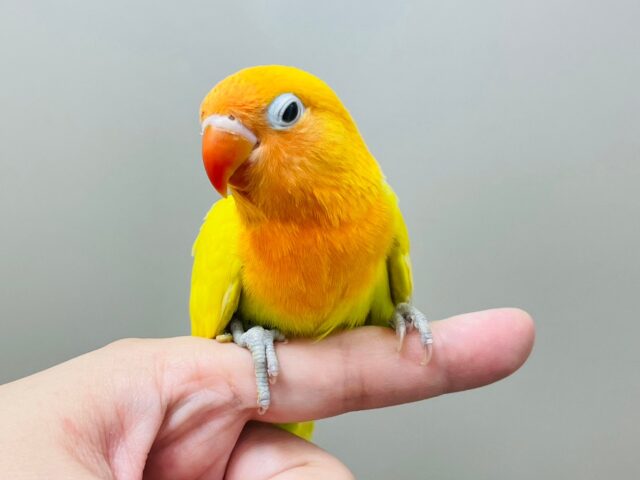 ヤマブキボタンインコ