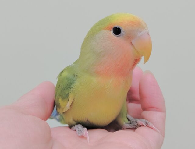 コザクラインコ（小桜インコ）