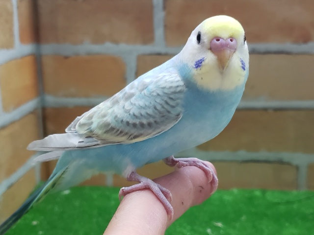 セキセイインコ