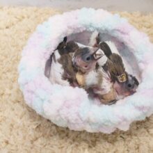 【あと1羽】動画あり☆　フィンチ界のてんち☆彡　ジュウシマツーー♪