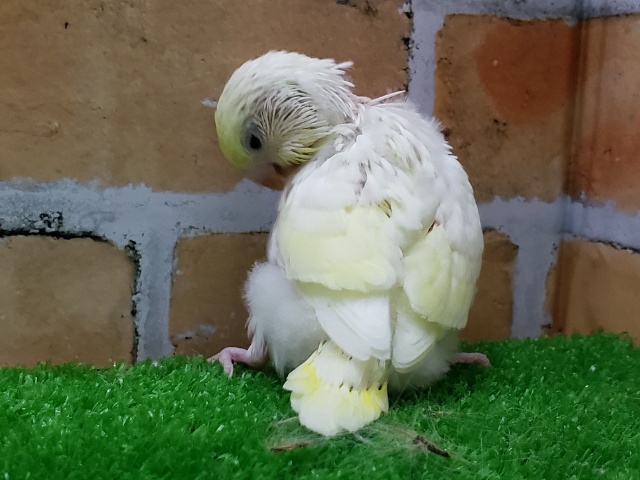 セキセイインコ