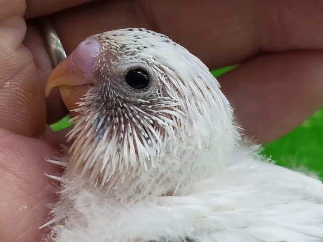 人気の白ハルクィンセキセイインコ入荷です～