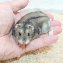 昼睡眠ｚｚｚ　夕方より活動開始っ～～　ジャンガリアンハムスター～～
