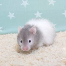 癒し王子、ニギニギもまんざらでも無し☆　セーブルハムスター～～
