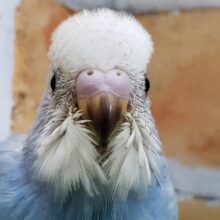 青が素敵なスパングルセキセイインコ入荷