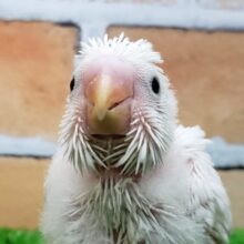 大人気！真っ白黒目のダブルファクターセキセイインコ入荷！