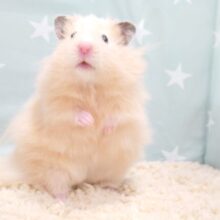 ゆるっとぉ～。。ぬるぬるっと。。ポーっとマイじかん♫　長毛ハムスター～～