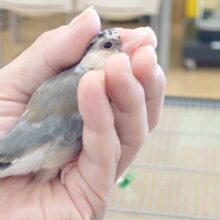 動画あり☆　クセのあるコ、お探しなら　なおオススメ～　桜文鳥☆