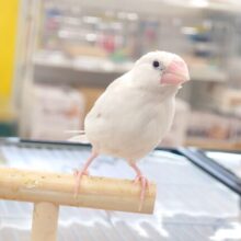 これからが馴らしの楽しみなところーー　白文鳥～～
