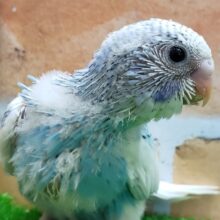 ムチムチのブルーパイドセキセイインコ入荷！