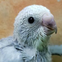 グレースパングルセキセイインコ入荷！
