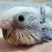 バイオレット？カラースパングルセキセイインコ入荷！