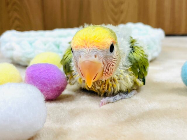 コザクラインコ（小桜インコ）