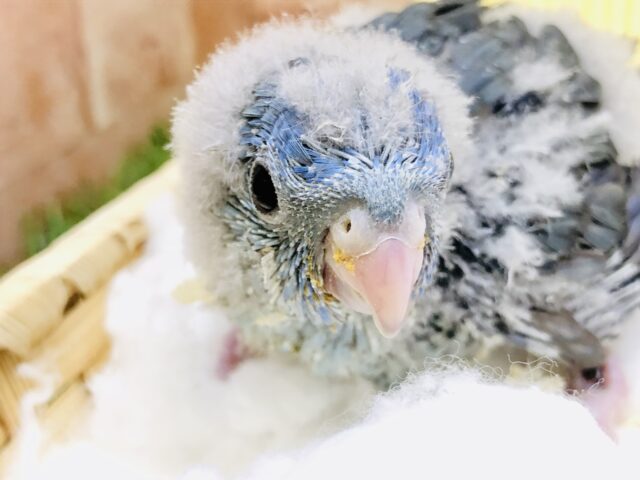 イかしたヘアースタイルがやってきましたね～(´艸｀*)　サザナミインコ