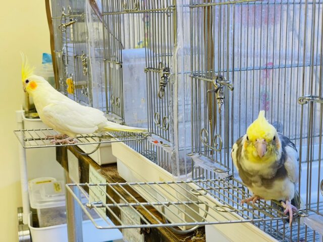 オカメインコ