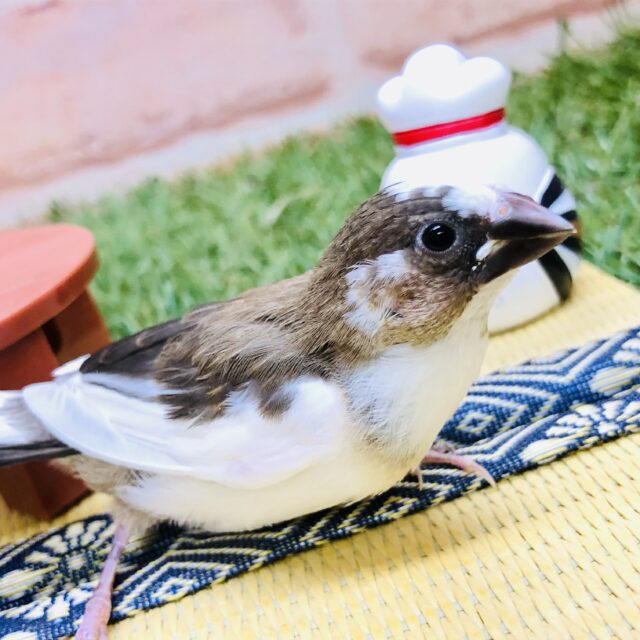 十姉妹（ジュウシマツ）