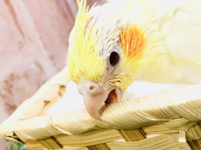 オカメインコ