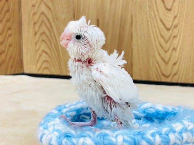 羽衣セキセイインコ