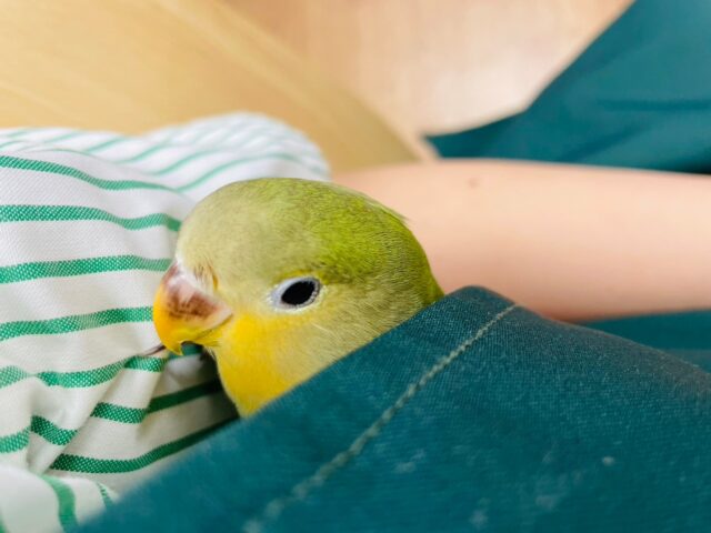 コザクラインコ（小桜インコ）