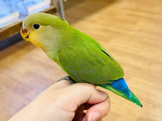 コザクラインコ（小桜インコ）