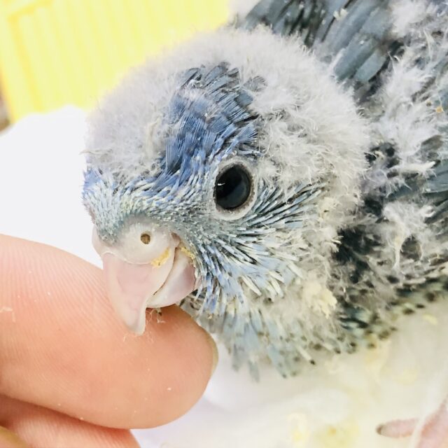 サザナミインコ