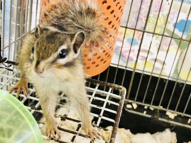 シマリス（ノーマル）