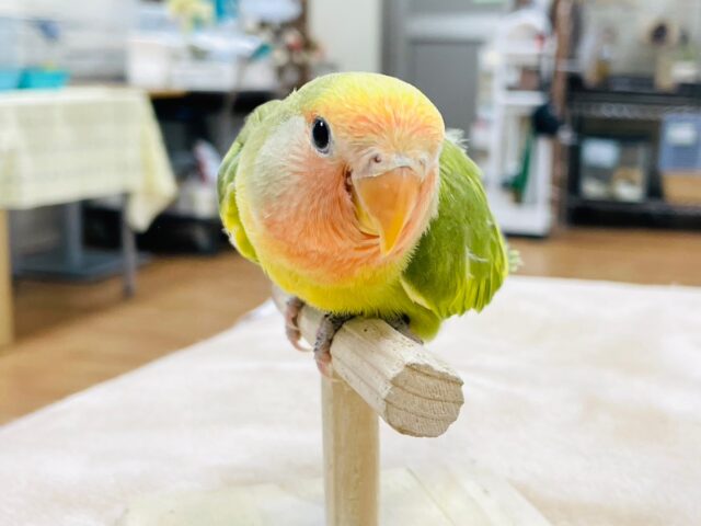 コザクラインコ（小桜インコ）