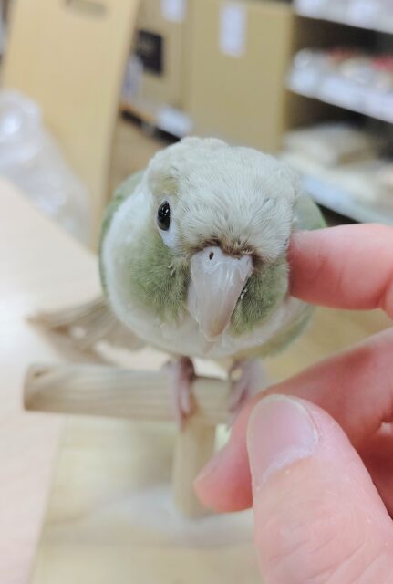 ホオミドリウロコインコ