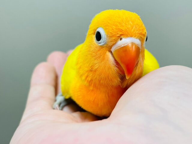 ヤマブキボタンインコ