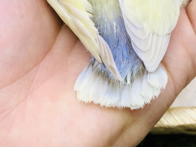 コザクラインコ（小桜インコ）