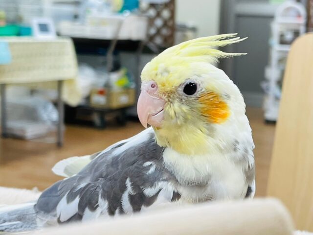 オカメインコ