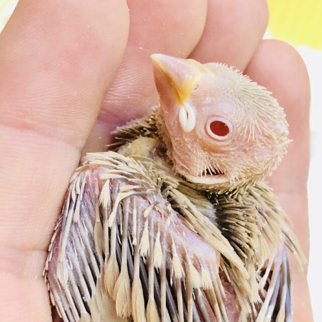 淡いカラー♪甘ーい性格になるのかな？？　シナモン文鳥